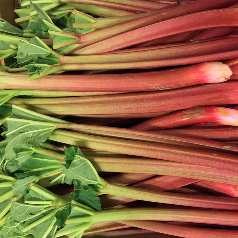 Promesse de Fleurs - Rhubarbe à côte BIO - Rhubarbe des Jardins Pot de 1L/1,5L