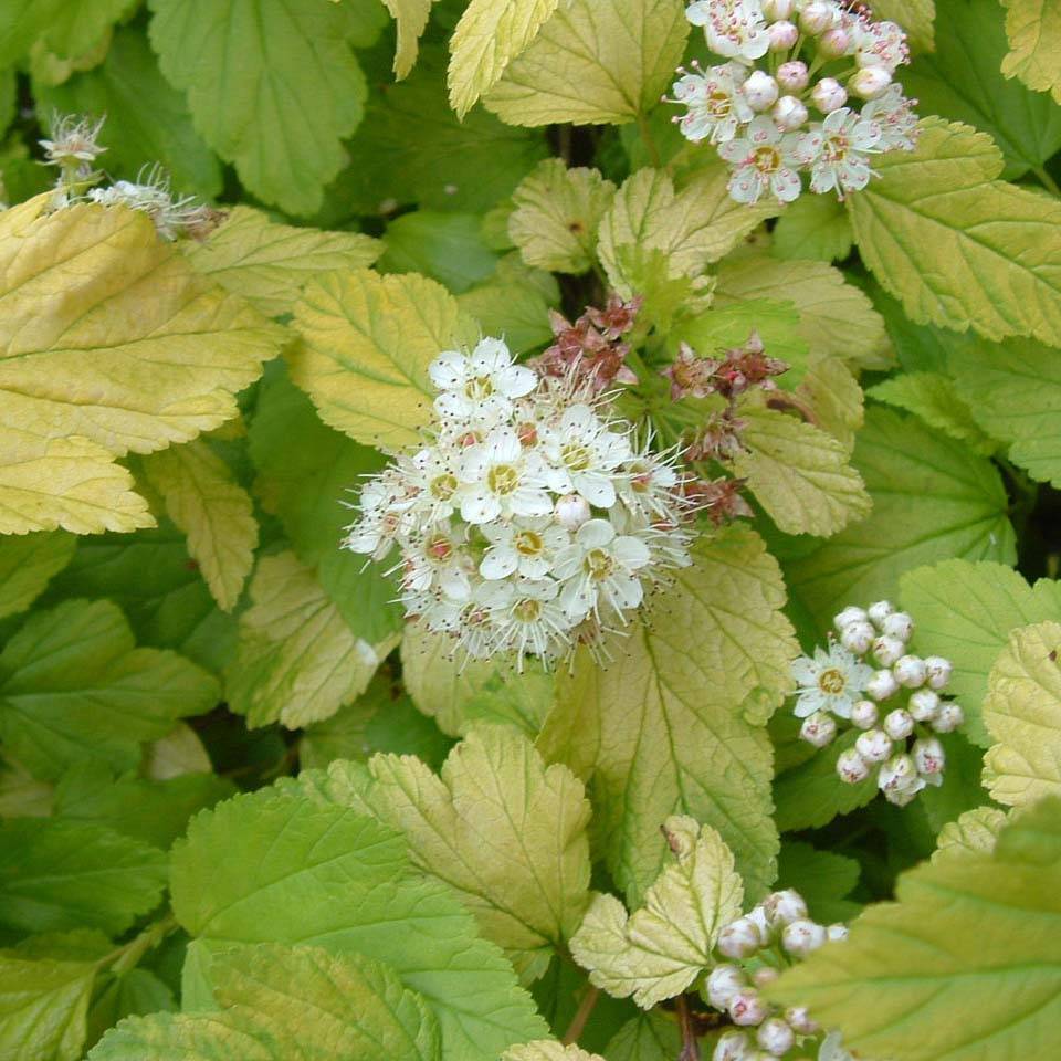 Physocarpus Dart s Gold - Physocarpe Godet de 8/9 cm - Image 1