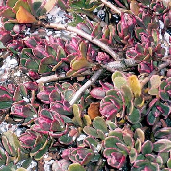 Sedum spurium Variegatum - Orpin panaché Godet de 8/9 cm