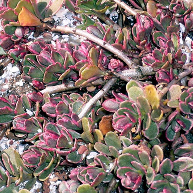 Sedum spurium Variegatum - Orpin panaché Godet de 8/9 cm