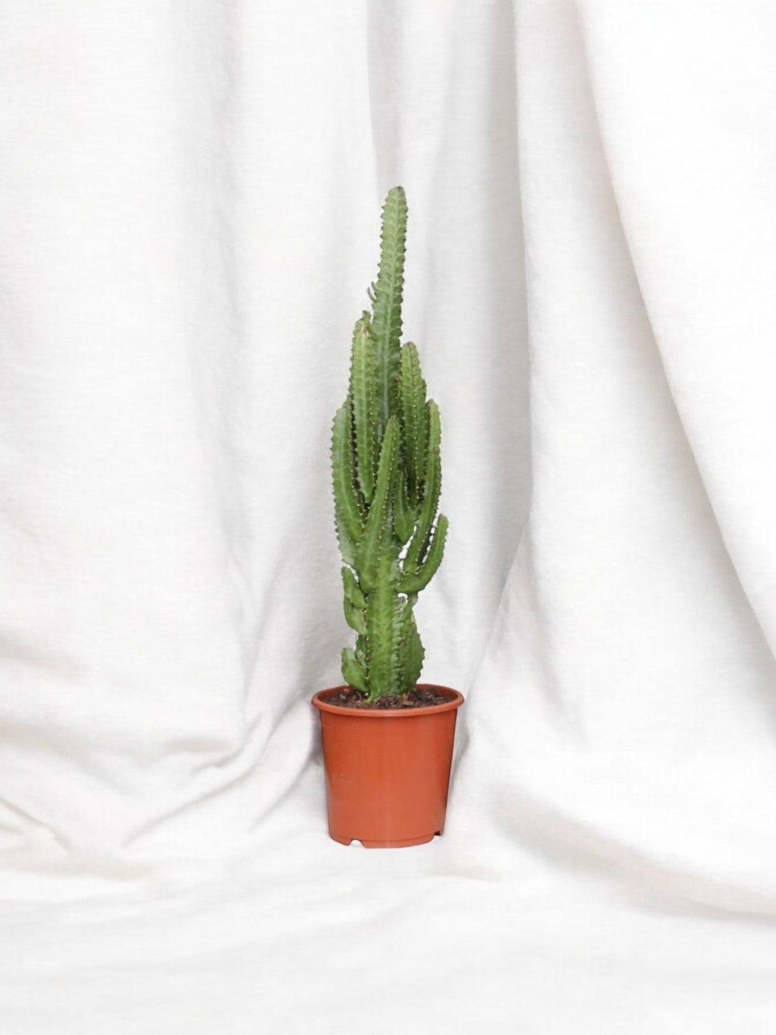Euphorbe Trigona 70cm - Plante d'intérieur- La Green Touch - Image 2