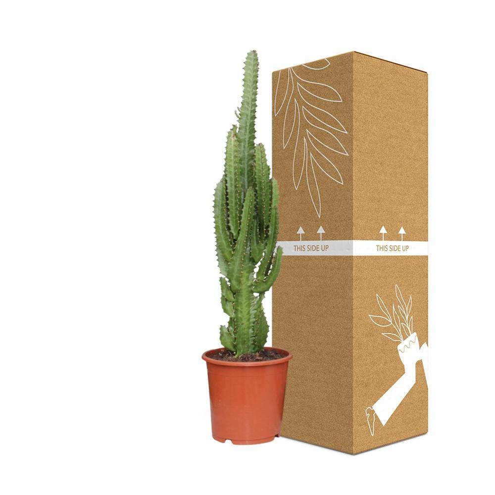 Euphorbe Trigona 70cm - Plante d'intérieur- La Green Touch - Image 4