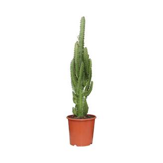 Euphorbe Trigona 70cm - Plante d'intérieur- La Green Touch
