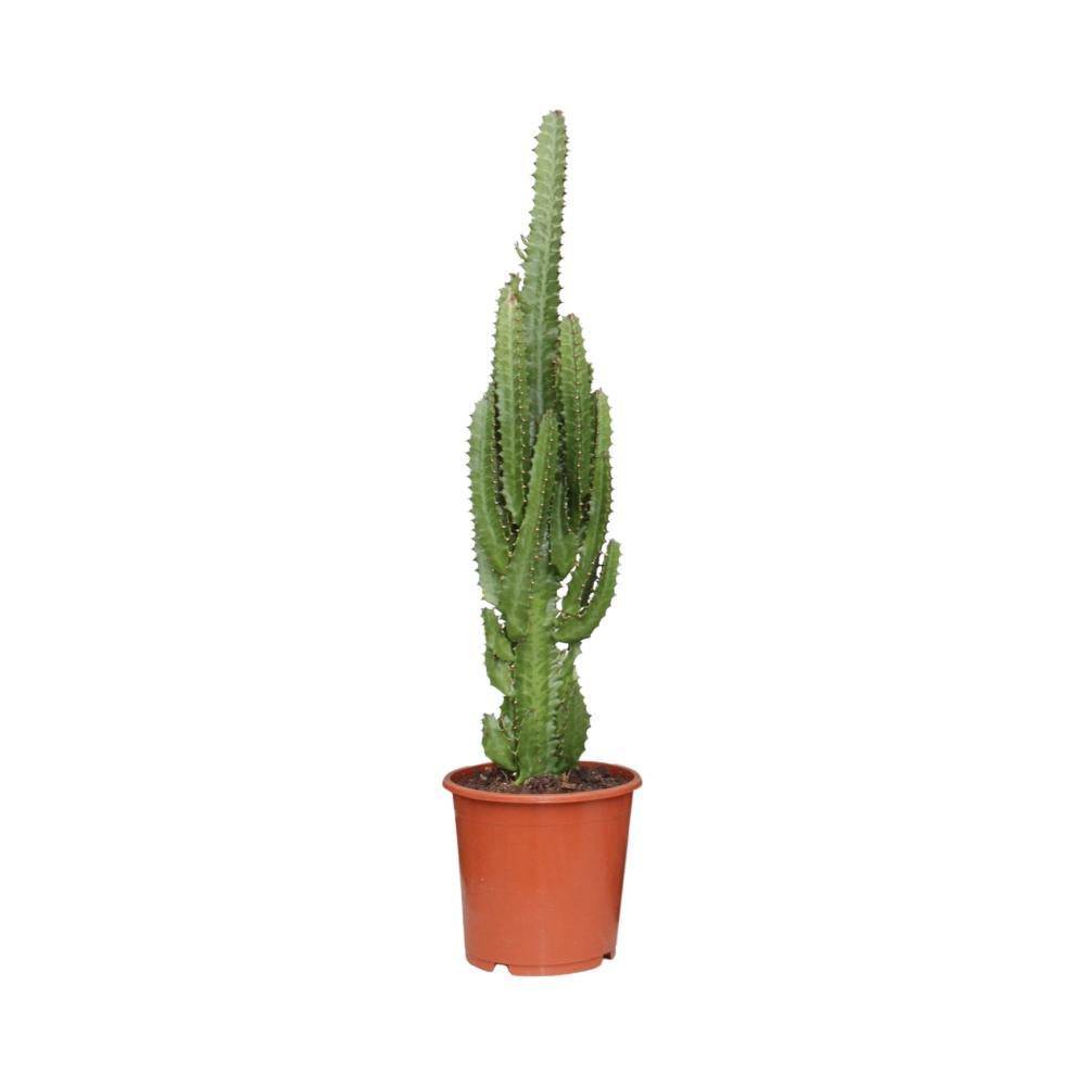 Euphorbe Trigona 70cm - Plante d'intérieur- La Green Touch