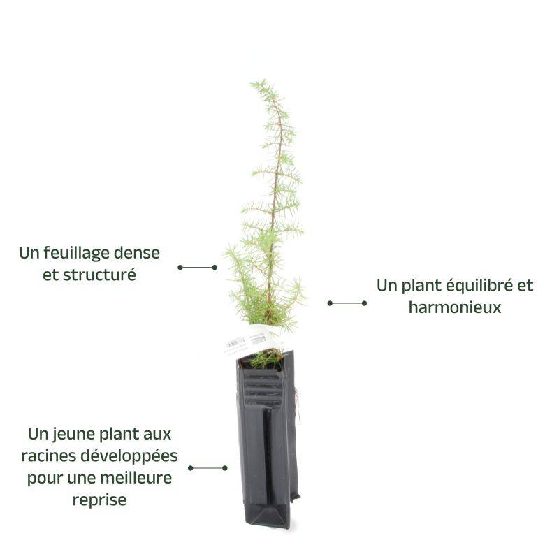 Genièvre (Juniperus communis) - Godet - Taille 15/30cm - Pépinières Naudet - Imagen 3