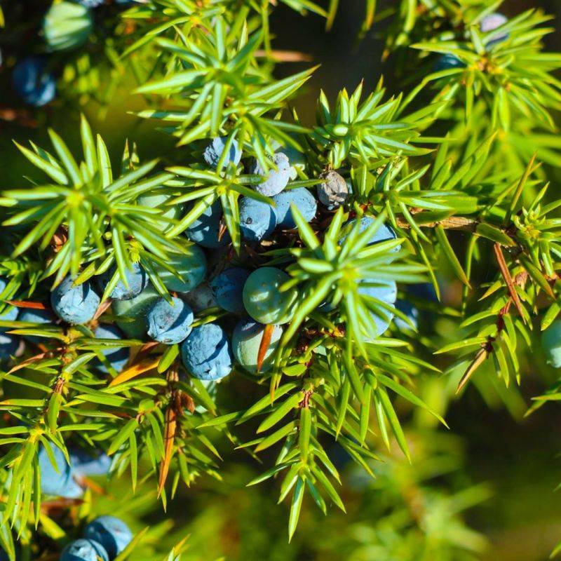 Genièvre (Juniperus communis) - Godet - Taille 15/30cm - Pépinières Naudet