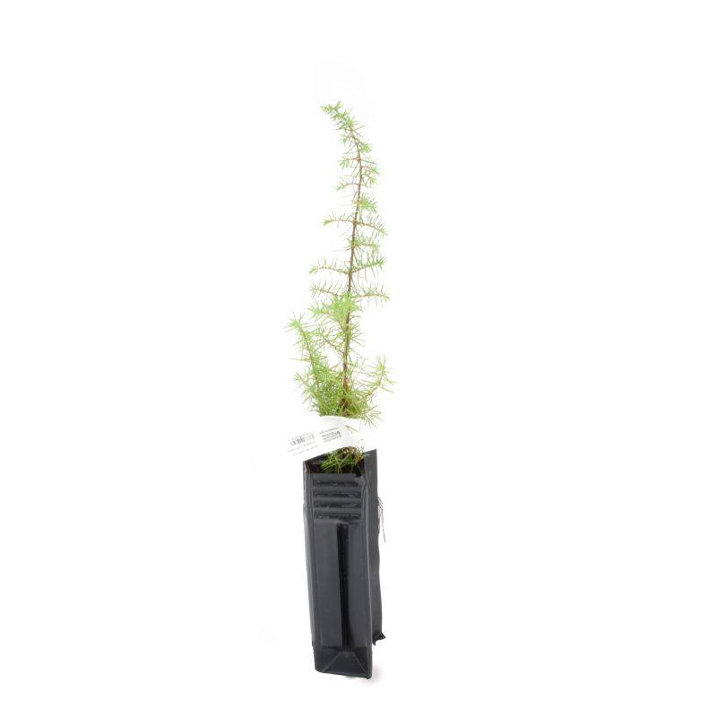 Genièvre (Juniperus communis) - Godet - Taille 15/30cm - Pépinières Naudet - Imagen 2