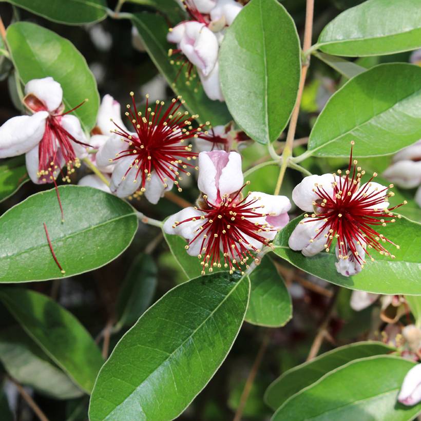 Promesse de Fleurs - Feijoa ou Acca sellowiana Mammouth - Goyavier du Brésil Pot de 3L/4L