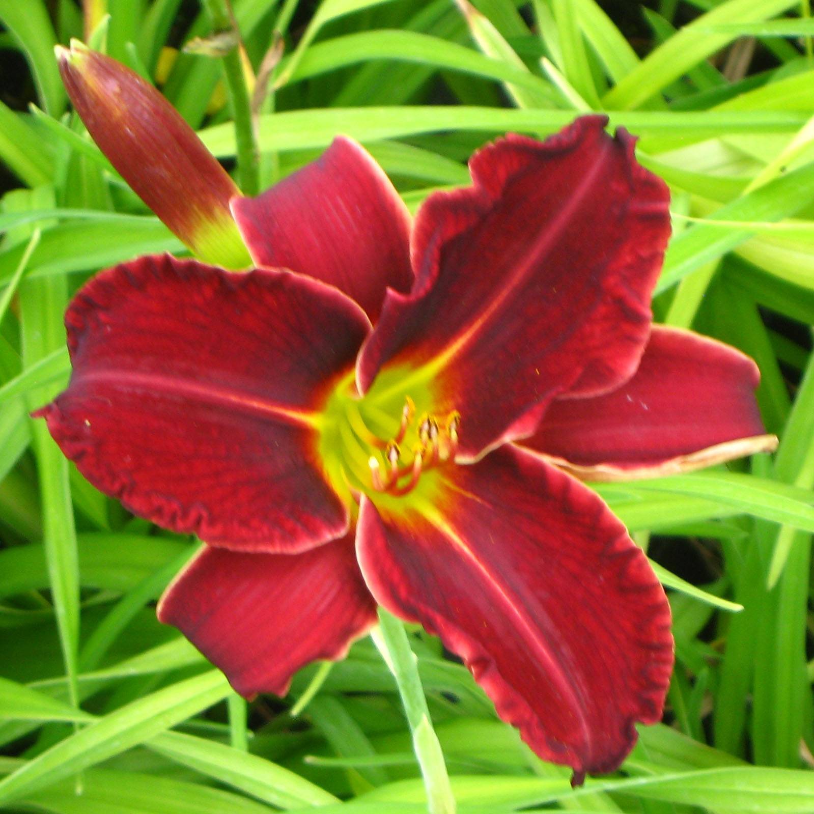 Promesse de Fleurs - Hémérocalle Gipsy Turtle - Lis d'un jour rouge foncé Godet de 8/9 cm