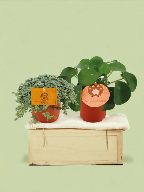 Box - Duo de pilea 15cm - Plante d'intérieur- La Green Touch - Image 2