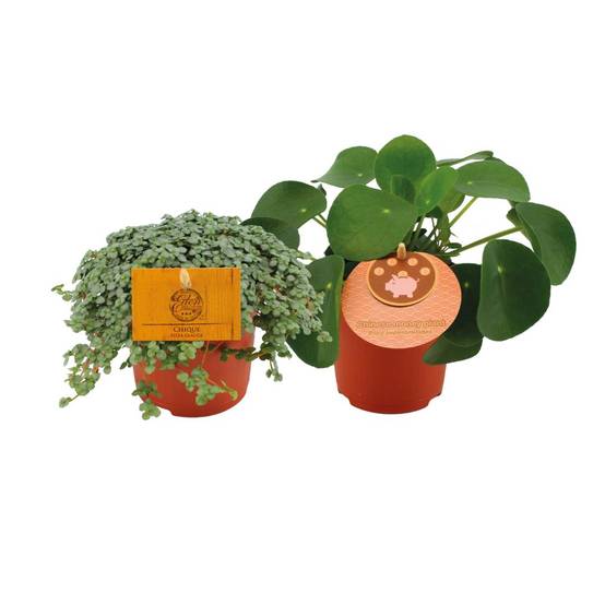 Box - Duo de pilea 15cm - Plante d'intérieur- La Green Touch - Image 1