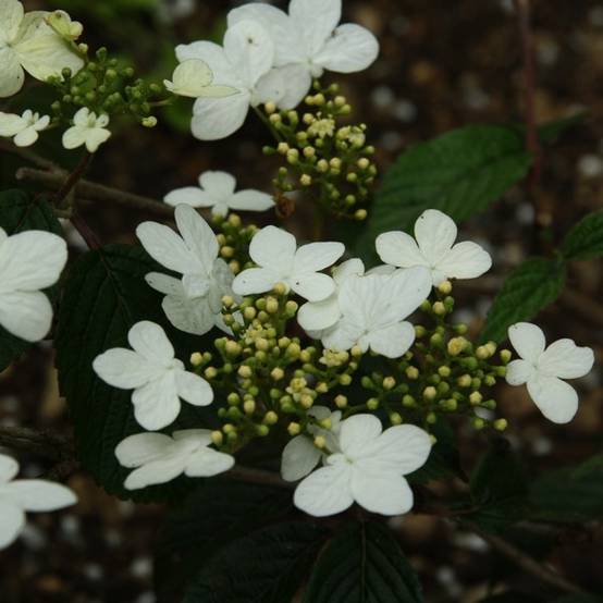 Viorne - Viburnum plicatum Watanabe Godet de 8/9 cm