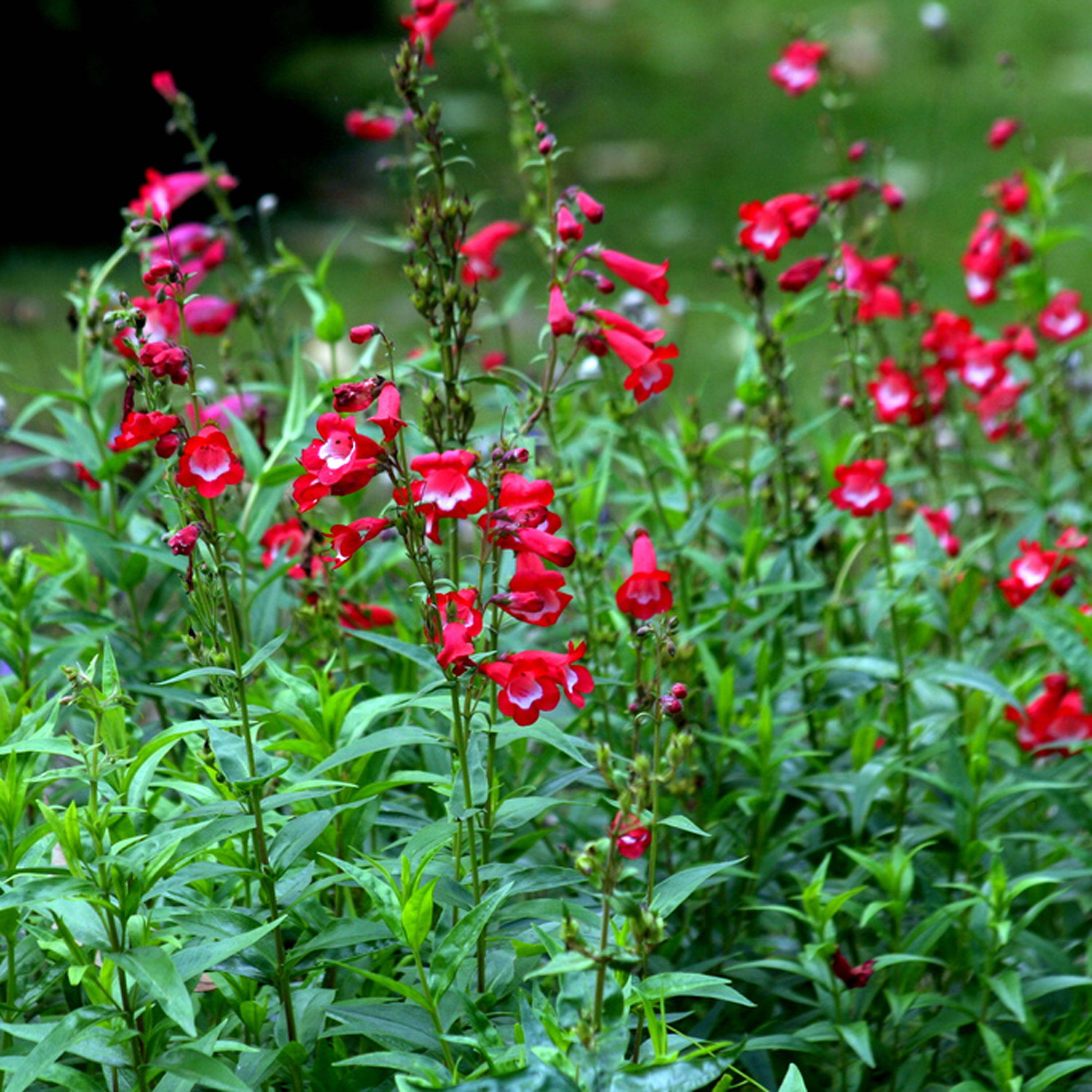 Penstemon hybride Rubicundus - Galane Godet de 8/9 cm