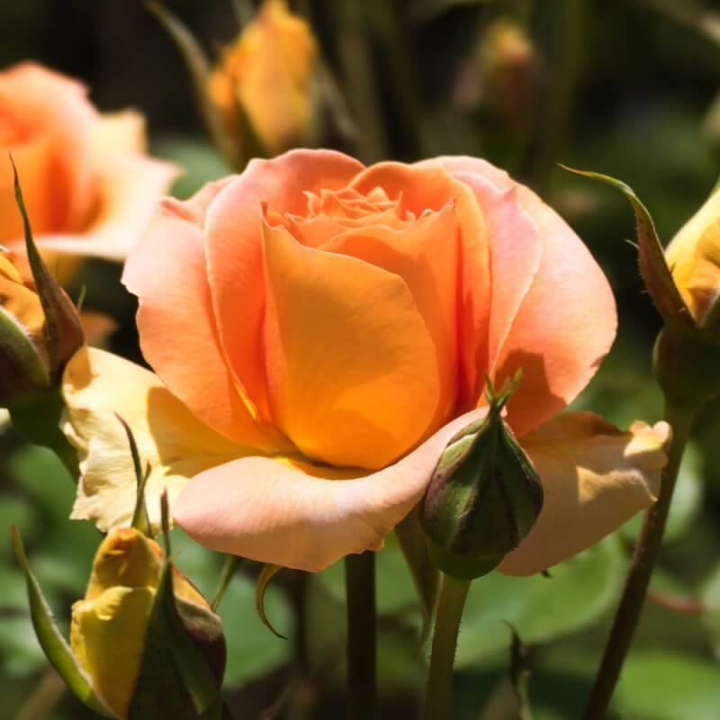 Rosier 'Diorama' - Conteneur 3L - Pépinières Naudet - Image 2