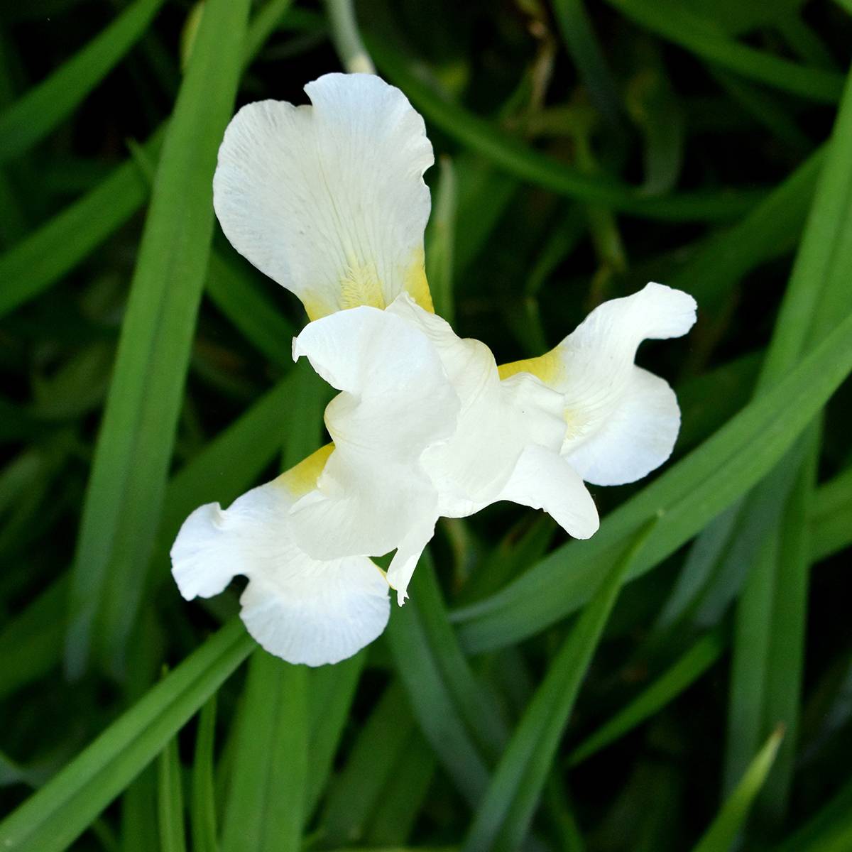 Promesse de Fleurs - Iris sibirica Chartreuse Bounty - Iris de Sibérie Godet de 8/9 cm