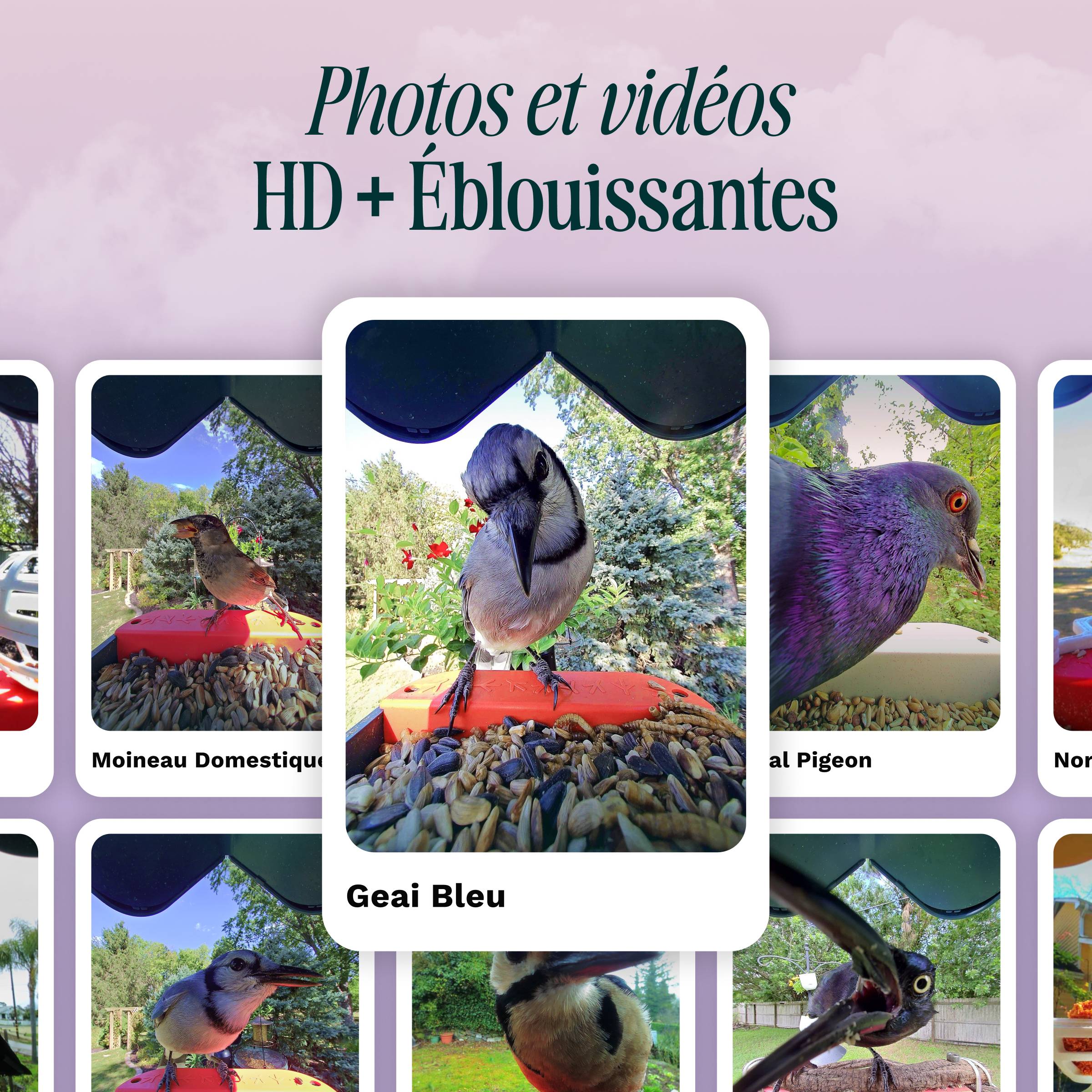 Birdbuddy Mangeoire à Oiseaux Intelligente Solaire avec caméra - Image 2
