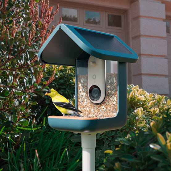 Birdbuddy Mangeoire à Oiseaux Intelligente Solaire avec caméra - Image 5