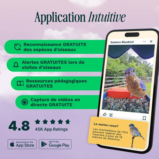 Birdbuddy Mangeoire à Oiseaux Intelligente Solaire avec caméra - Image 3