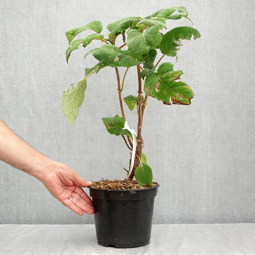 Hortensia - Hydrangea aspera Bellevue Pot de 4L/5L - Imagen 2
