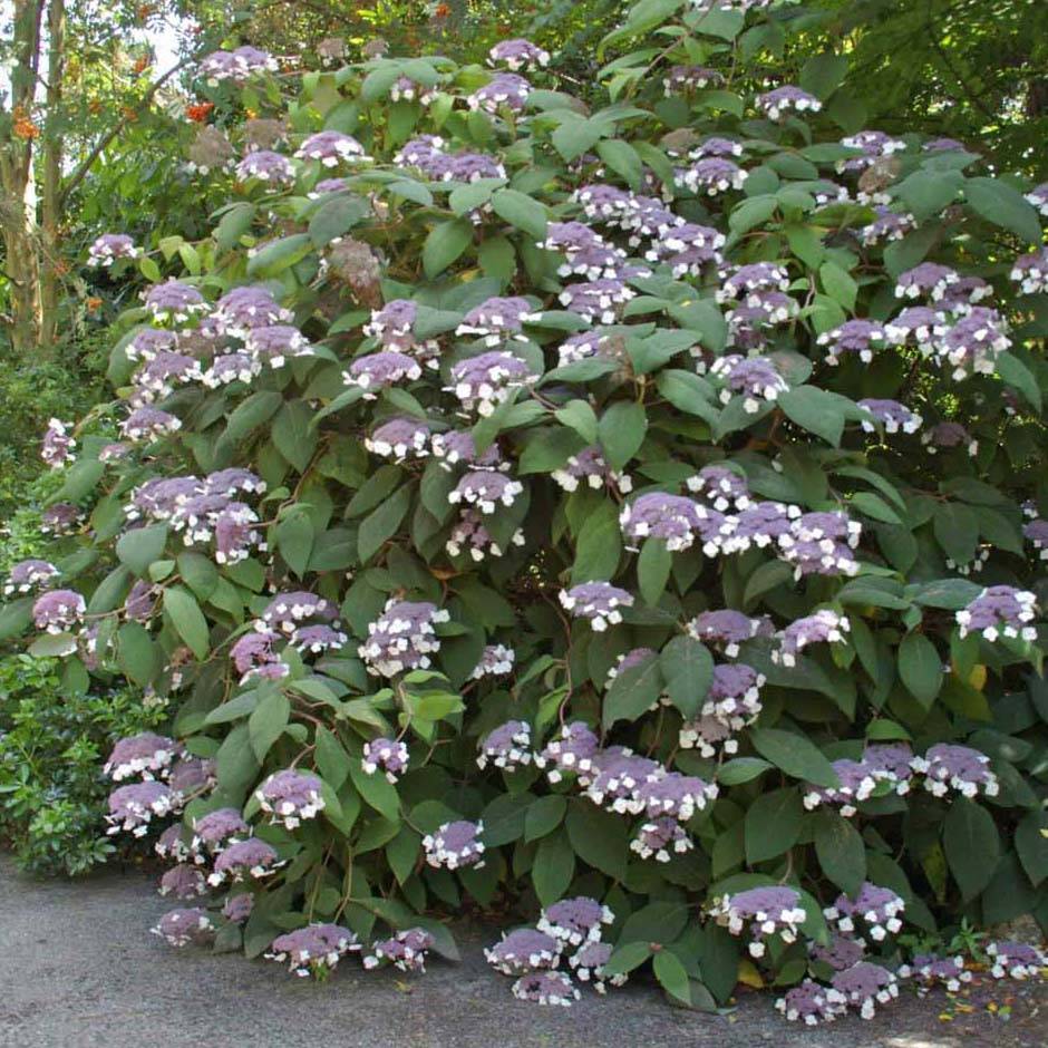 Hortensia - Hydrangea aspera Bellevue Pot de 4L/5L - Imagen 1