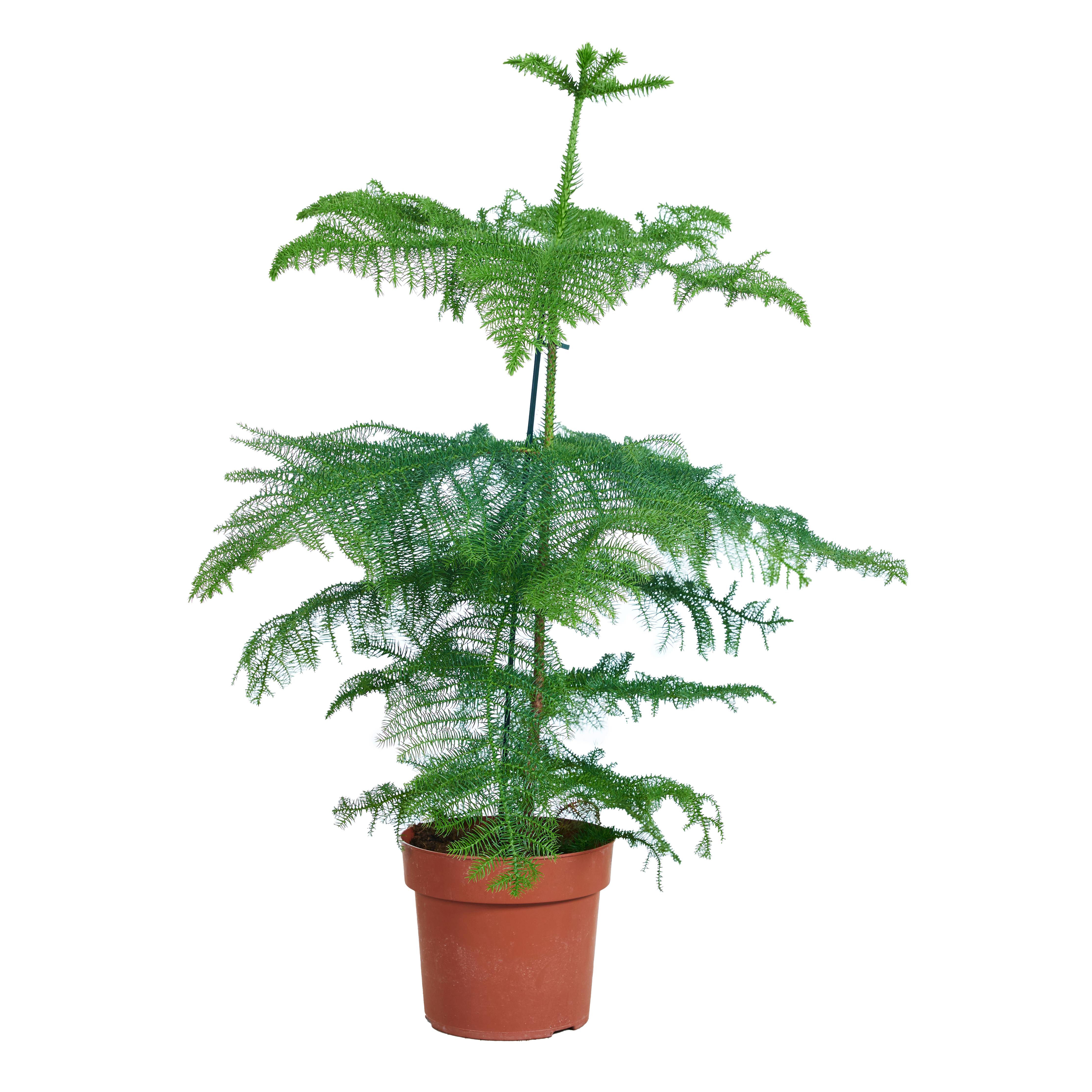 Araucaria Heterophylla - Pin de Norfolk - Plante d’intérieur - Dépolluante - H. 80-100 cm - P. 21 cm - Image 1