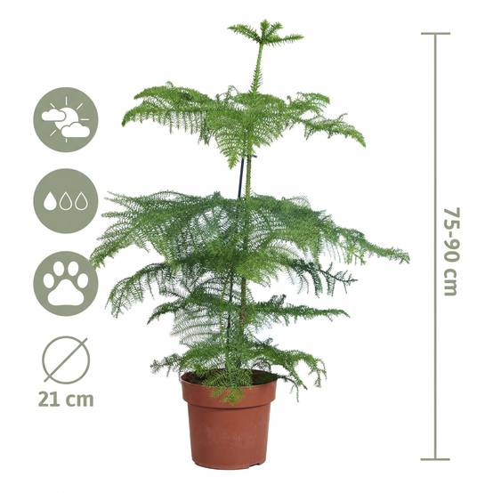 Araucaria Heterophylla - Pin de Norfolk - Plante d’intérieur - Dépolluante - H. 80-100 cm - P. 21 cm - Image 5