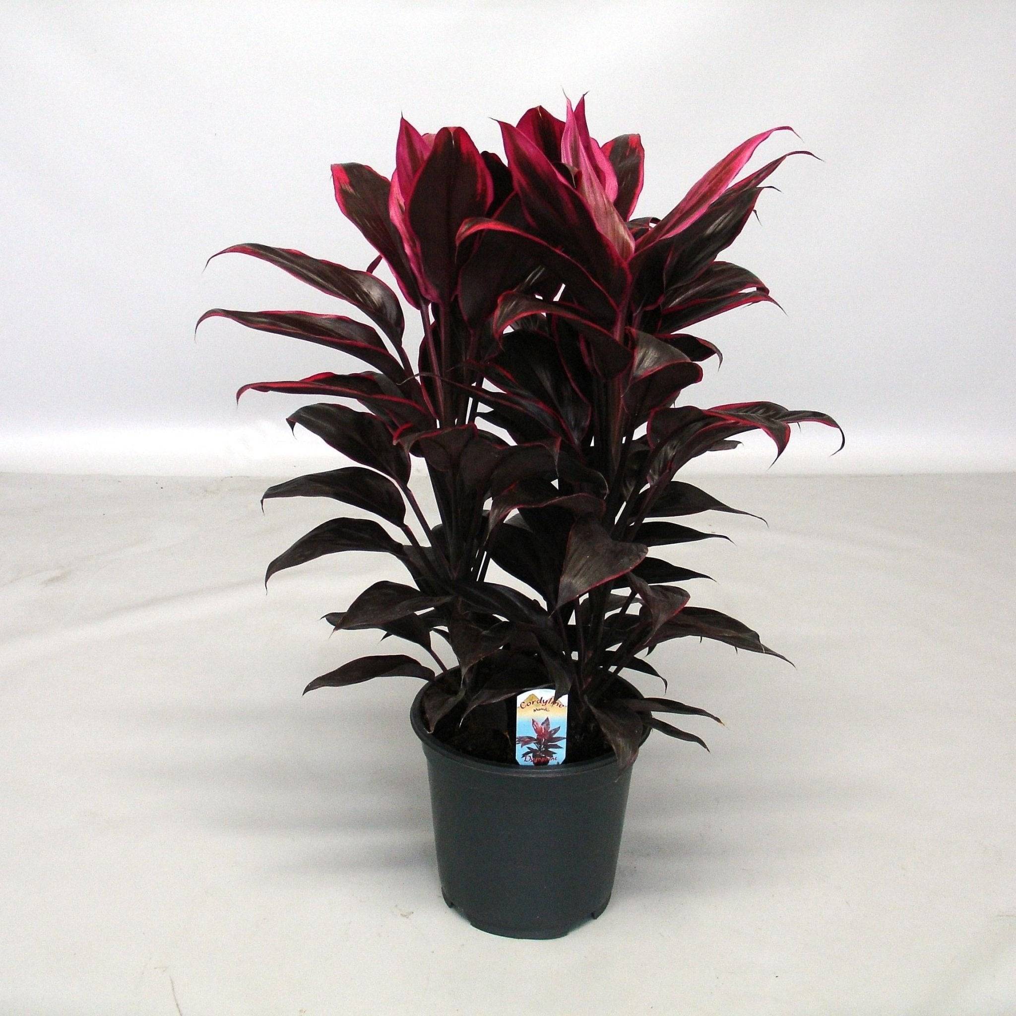 La Green Touch - Cordyline Mambo- La Green Touch - Imagen 2