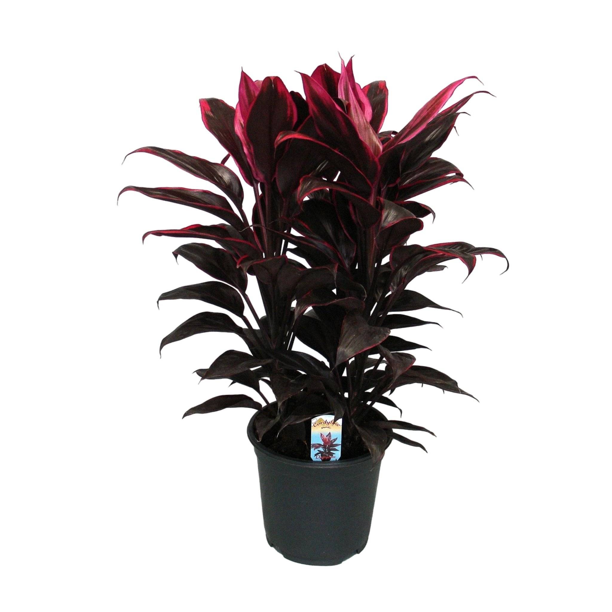 La Green Touch - Cordyline Mambo- La Green Touch - Imagen 1