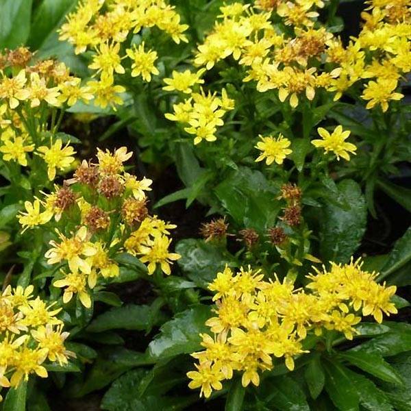 Solidago virgaurea ssp Minuta var. Minutissima - Baguette d'Aaron - Verge d'or Godet de 8/9 cm