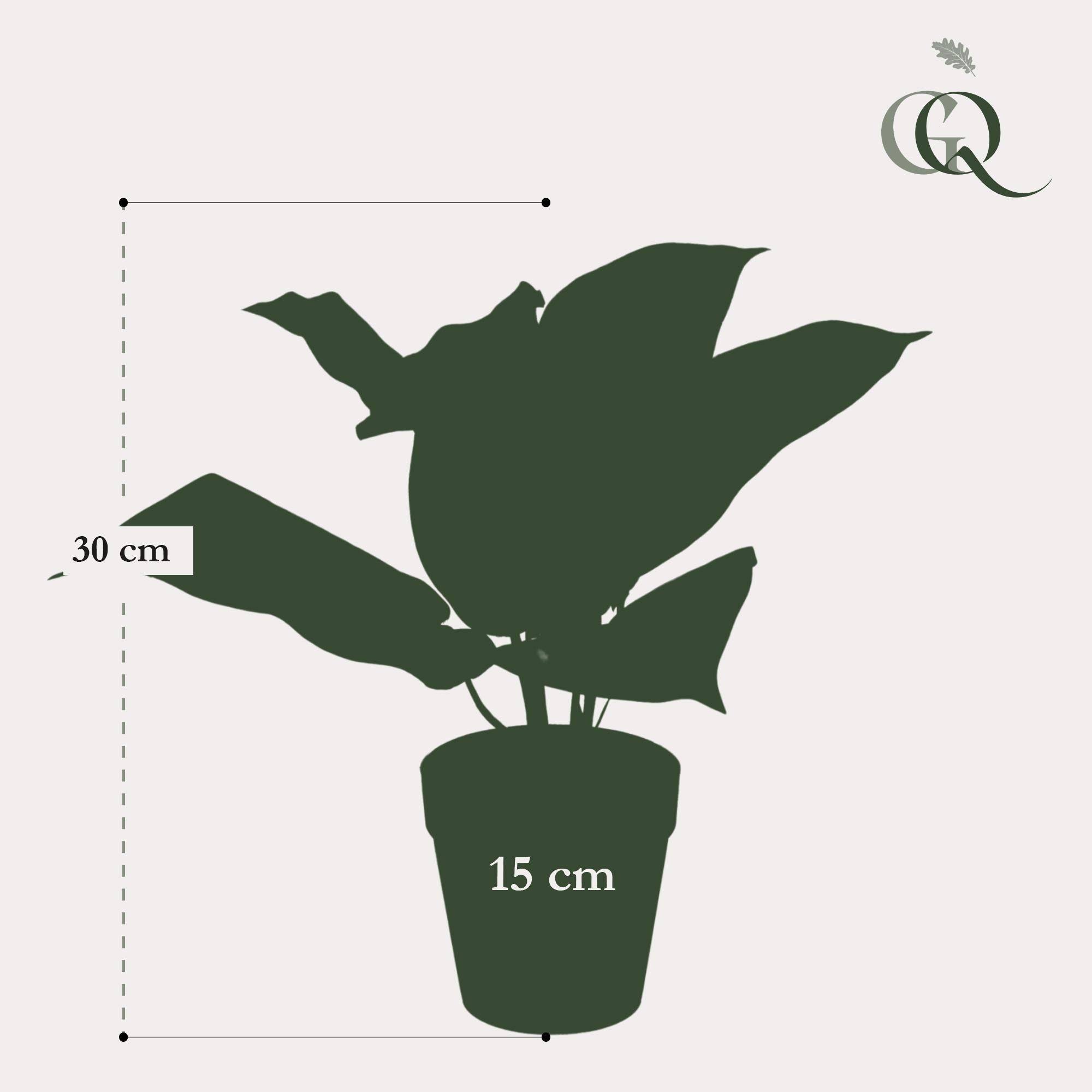 La Green Touch - Scindapsus plante artificielle- h30cm, Ø15cm- La Green Touch - Imagen 4