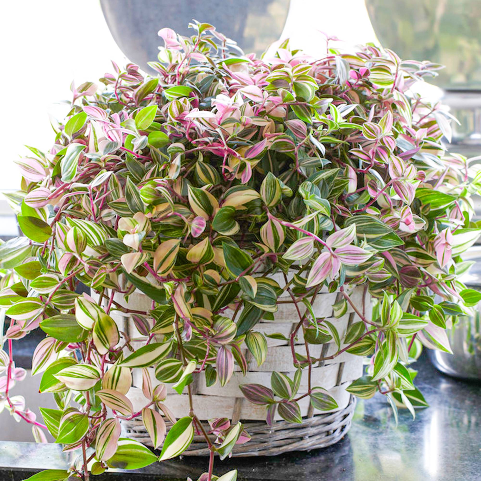 Gardenersdream - Tradescantia Zebrina Quadricolore Misère | Plante D'Intérieur Pour Bureau À Domicile (De 15 À 25 Cm Pot Inclus) - GardenersDream - Imagen 1
