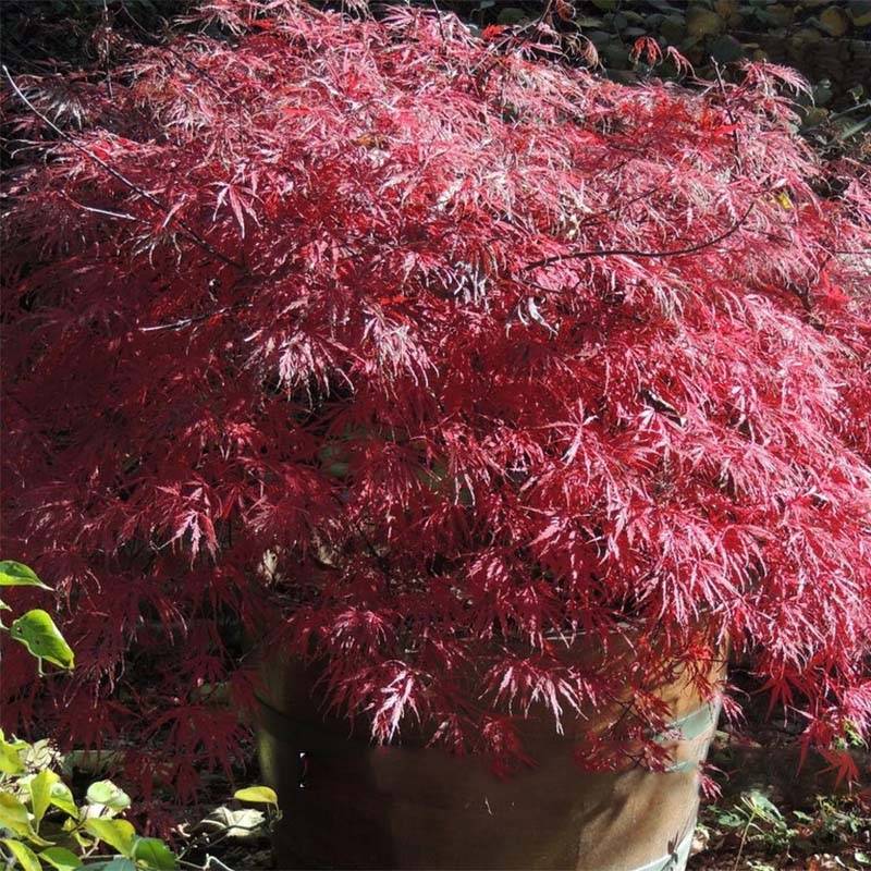 Érable du Japon - Acer palmatum Dissectum Firecracker Pot de 4L/5L