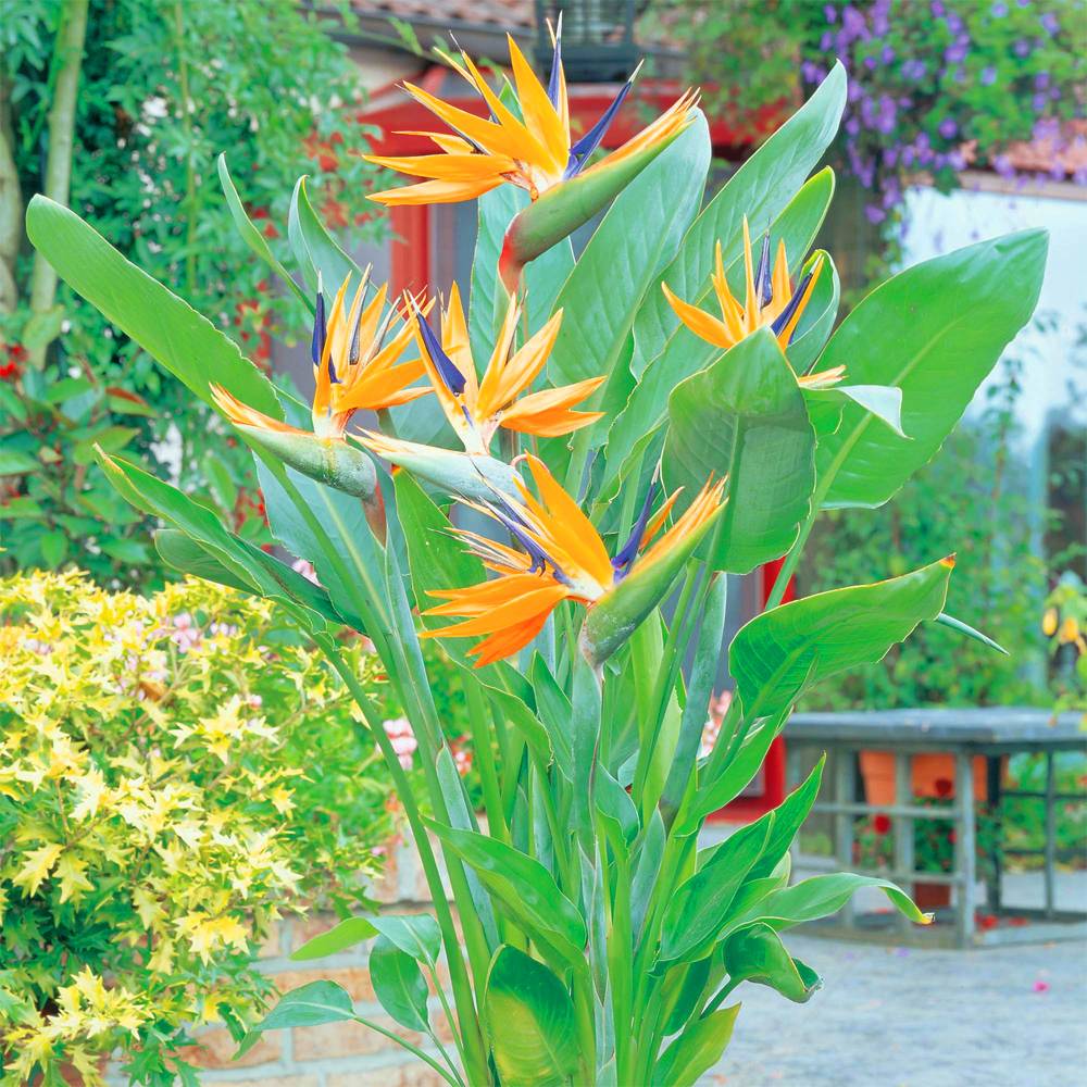 Gardenersdream - Strelitzia Reginae Plante Tropicale Oiseau De Paradis Feuillage Persistant 11 Cm Cultivez Le Vôtre - GardenersDream