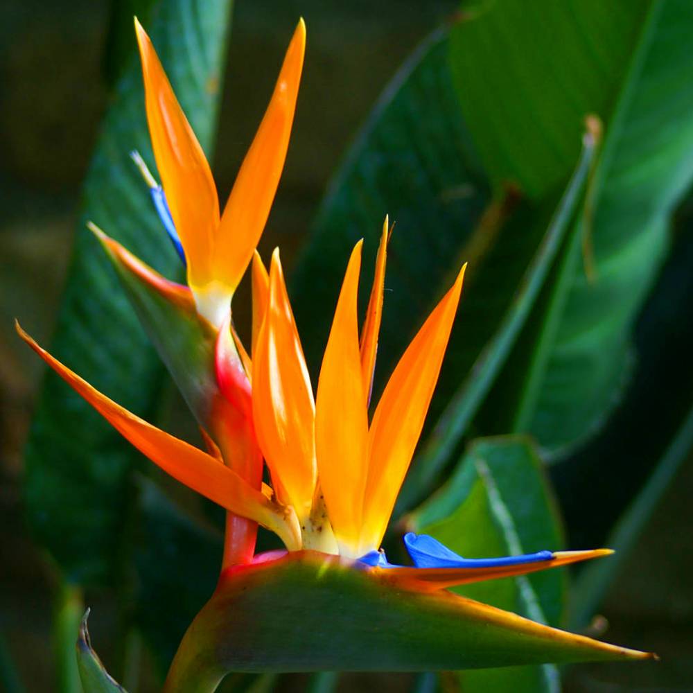Plante Tropicale 4 Lettresnull