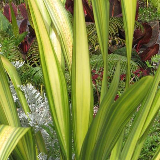 Lin de Nouvelle-Zélande Tricolor, Phormium - Pot de 4L - 20/40 cm - Image 1