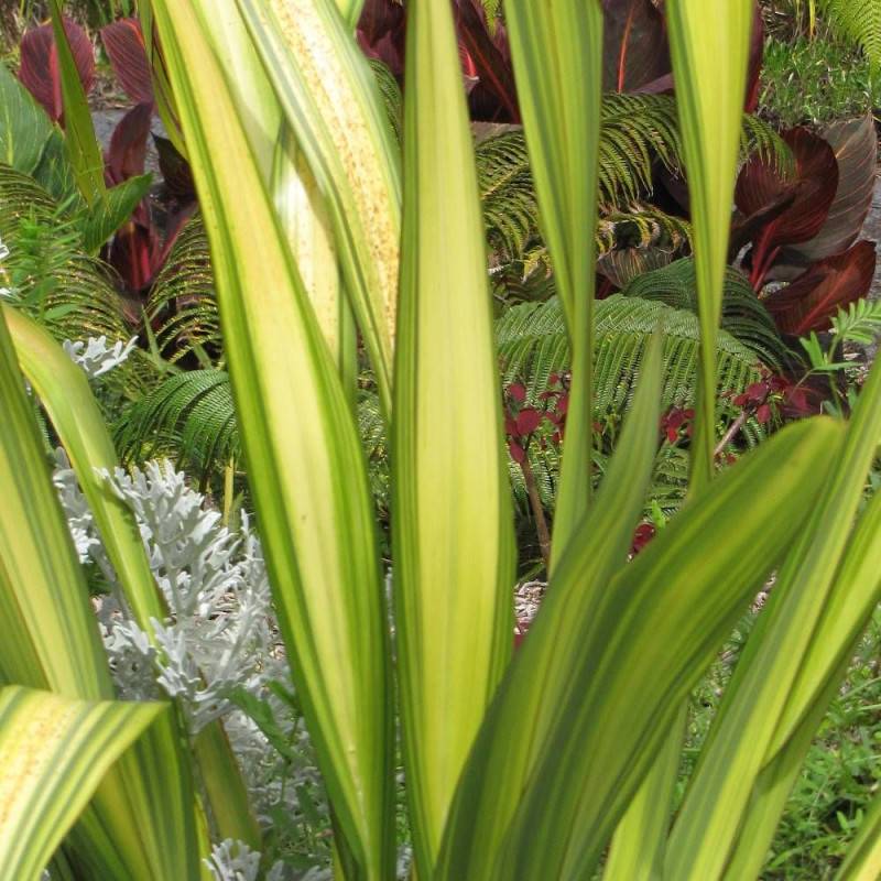 Lin de Nouvelle-Zélande Tricolor, Phormium - Pot de 4L - 20/40 cm - Image 1