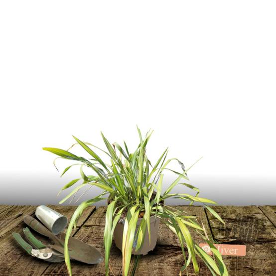 Lin de Nouvelle-Zélande Tricolor, Phormium - Pot de 4L - 20/40 cm - Image 4