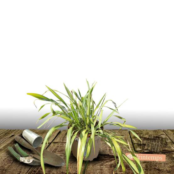 Lin de Nouvelle-Zélande Tricolor, Phormium - Pot de 4L - 20/40 cm - Image 5