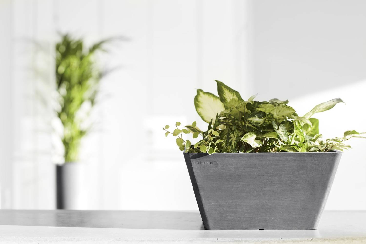 Ecopots - Pot Carré Berlin 30 Gris - 31 x 31 x H. 15,5 cm - 10 L ECOPOTS - Imagen 5