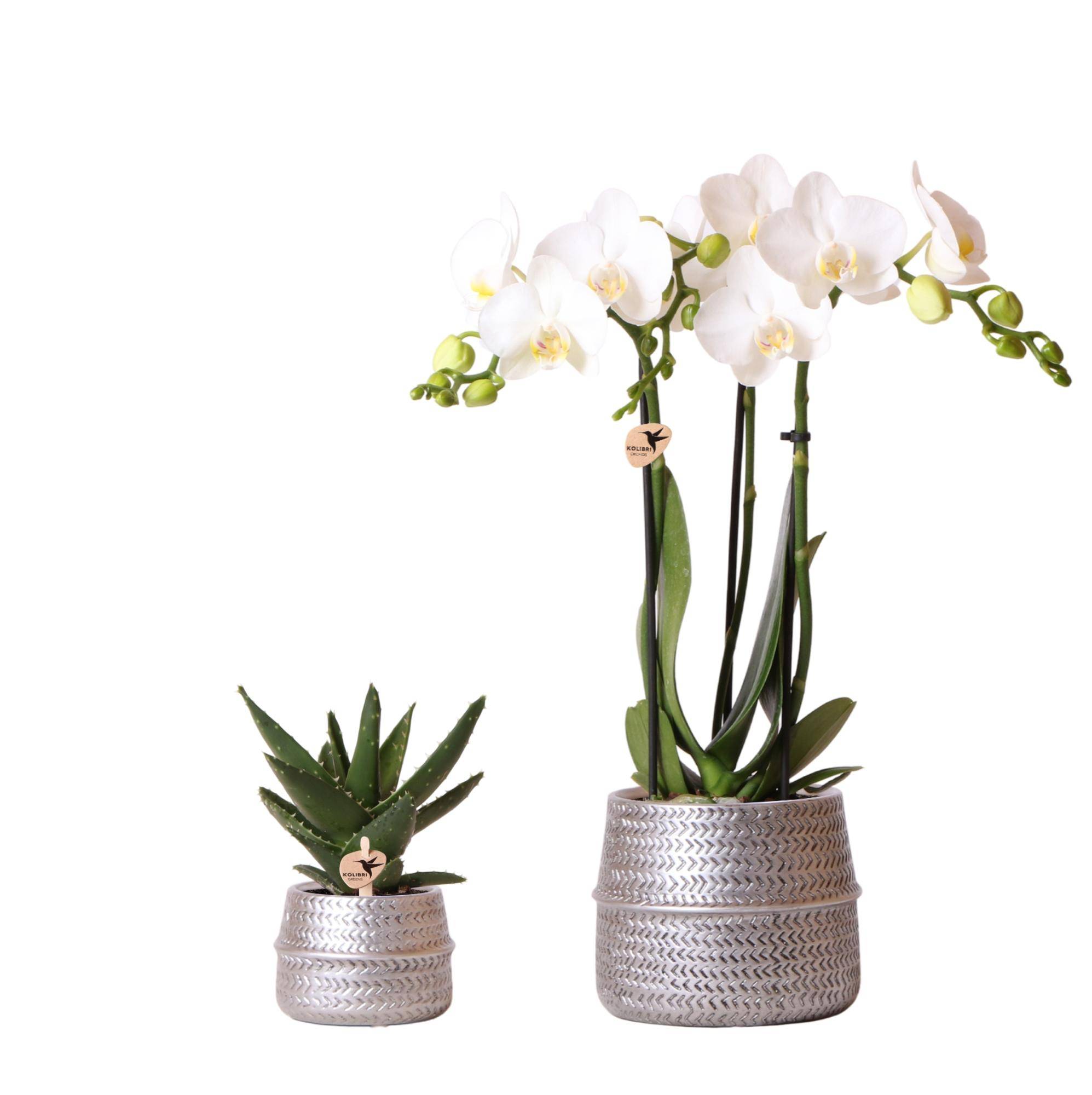 Orchidée Phalaenopsis blanche - Set avec succulente et cache-pots argentés - Pot de 9cm - Plantes d'intérieur