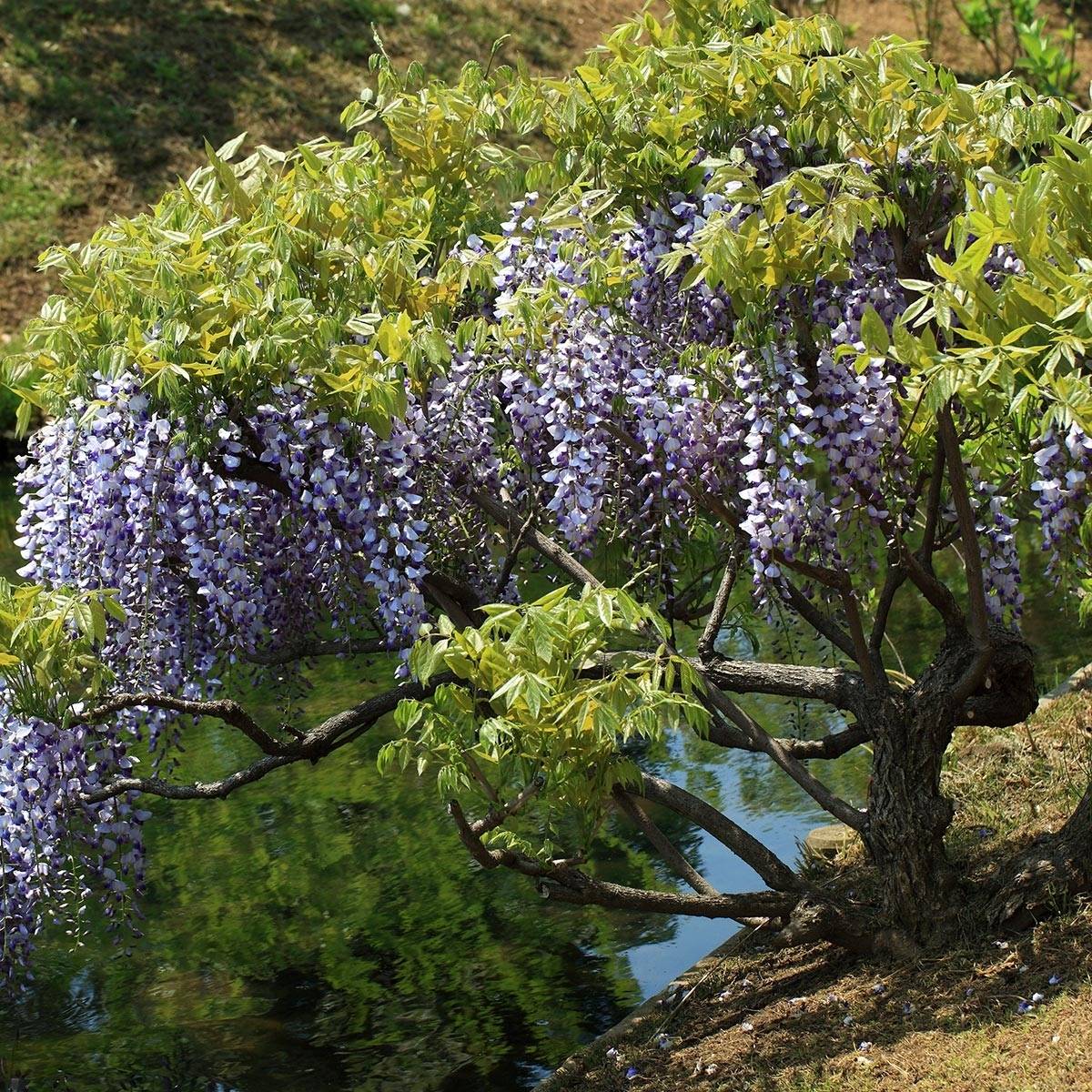 Promesse de Fleurs - Glycine du Japon - Wisteria floribunda Godet de 8/9 cm