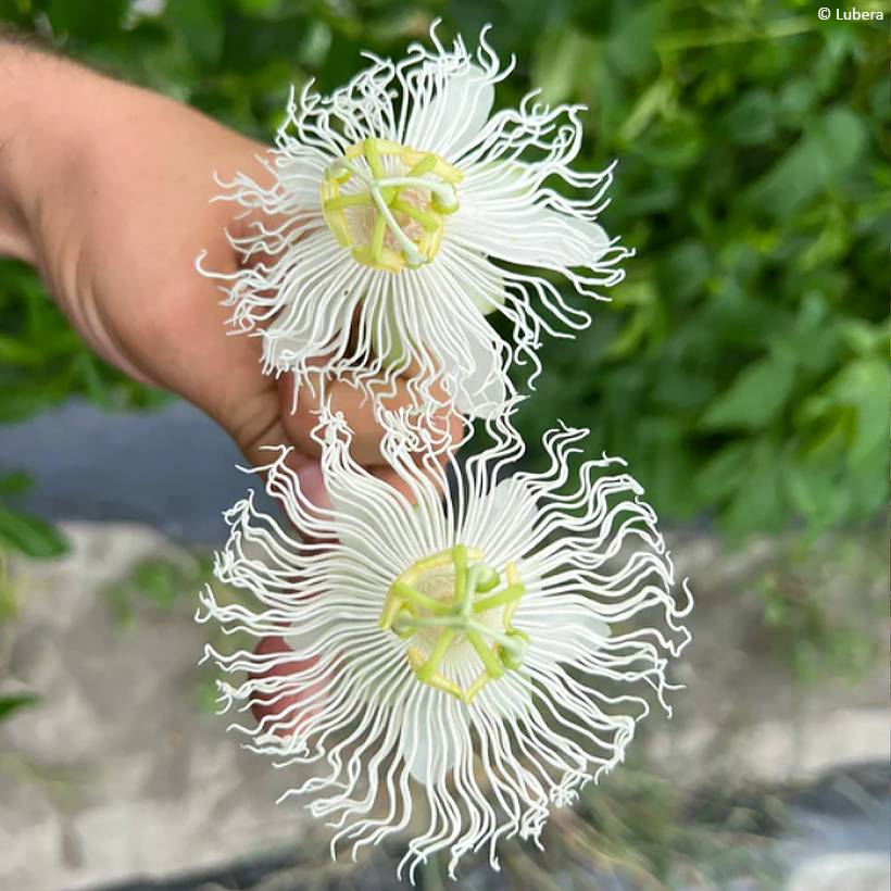 Promesse de Fleurs - Passiflore Snow Star - Passiflora (x) incarnata Pot de 1,5L/2L