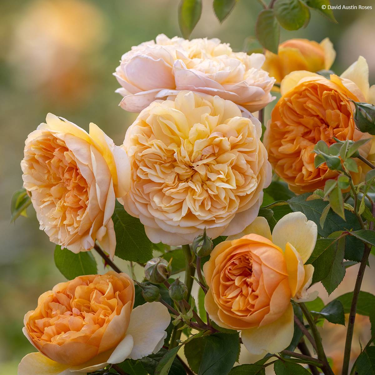 Rosier David Austin Bring Me Sunshine  Pot de 4L/5L