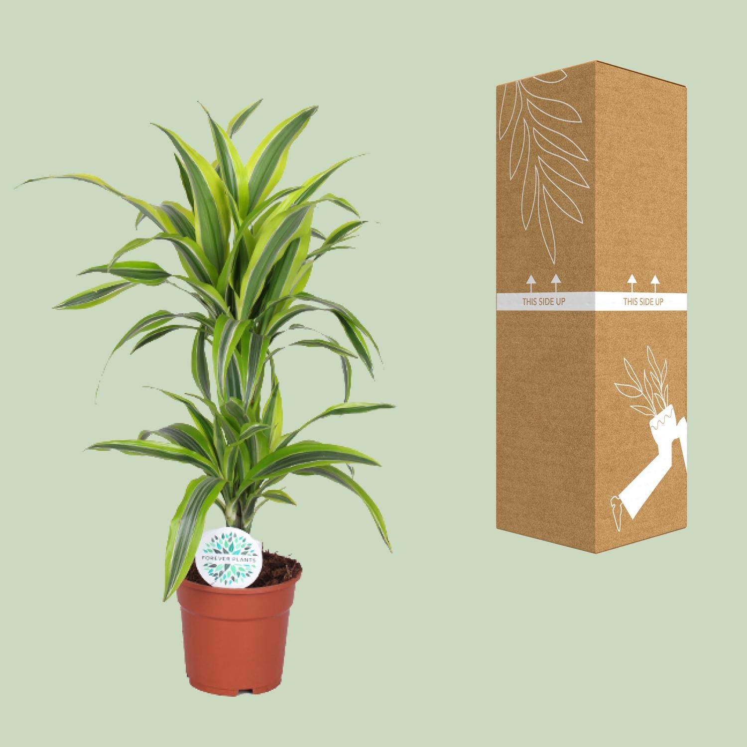 Dracaena Lemon Lime - Ø17cm - ↕65cm - Plantes d'intérieur - Image 3