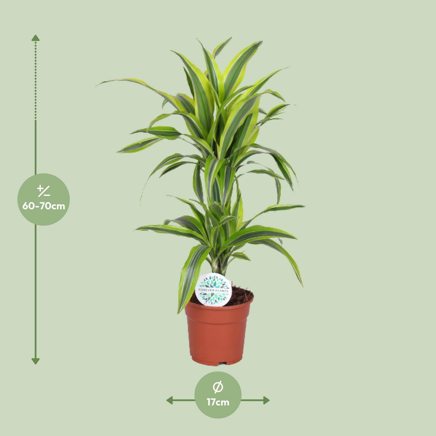 Dracaena Lemon Lime - Ø17cm - ↕65cm - Plantes d'intérieur - Image 2