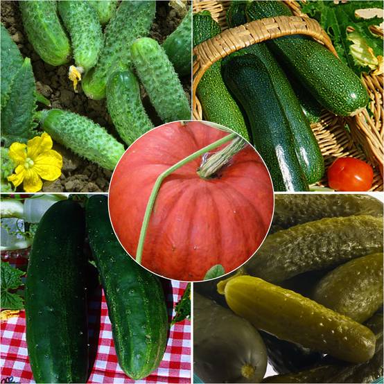 Collection de Cucurbitacées - Concombre, Cornichon, Courgette, Potiron - Collection de 5 plantes
