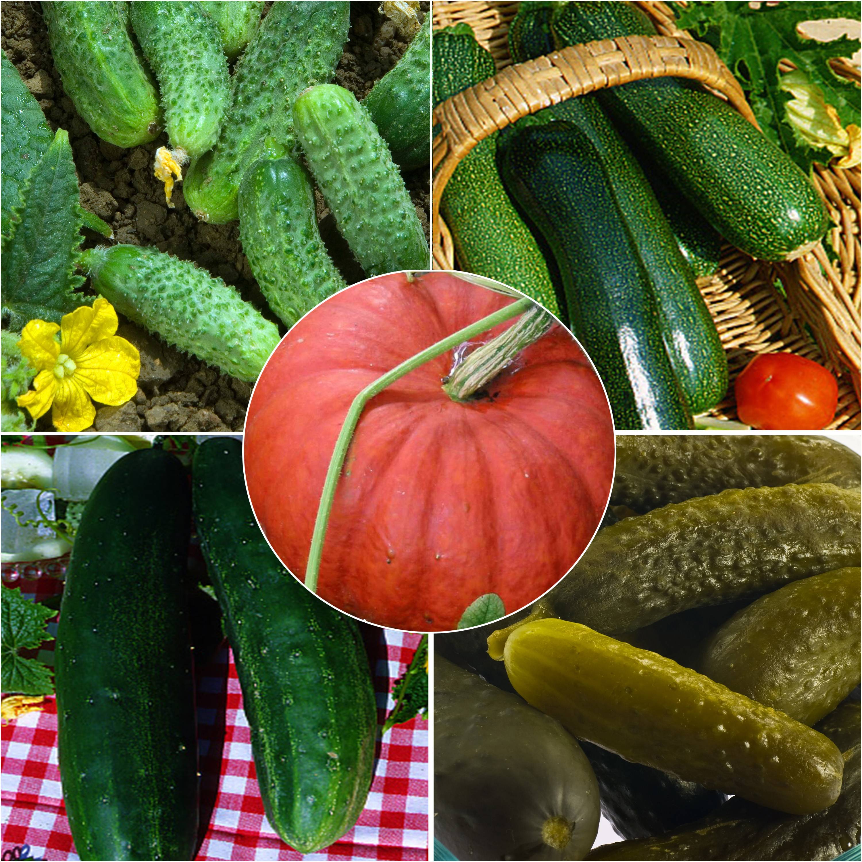 Collection de Cucurbitacées - Concombre, Cornichon, Courgette, Potiron - Collection de 5 plantes