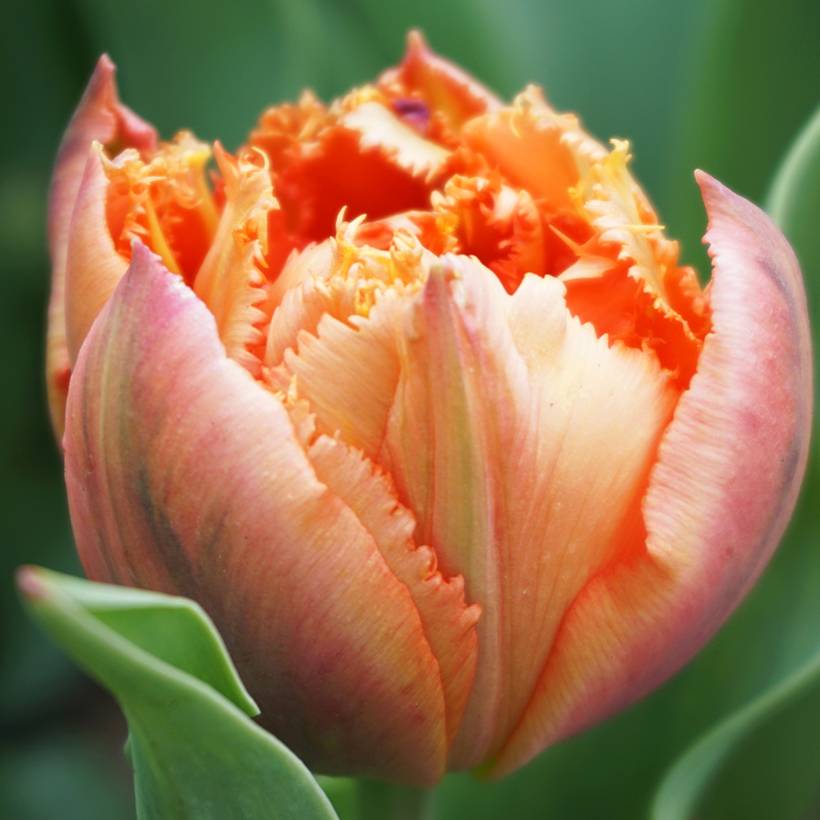 Promesse de Fleurs - Tulipe dentelée double Royal Centennial Bulbe calibre 11+ (par 6)