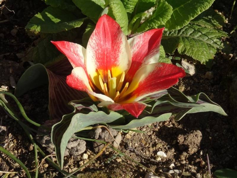 Promesse de Fleurs - Tulipe botanique greigii Pinocchio Bulbe calibre 12+ (par 10) - Image 1