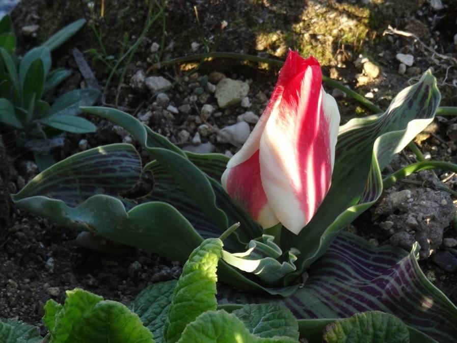 Promesse de Fleurs - Tulipe botanique greigii Pinocchio Bulbe calibre 12+ (par 10) - Image 2